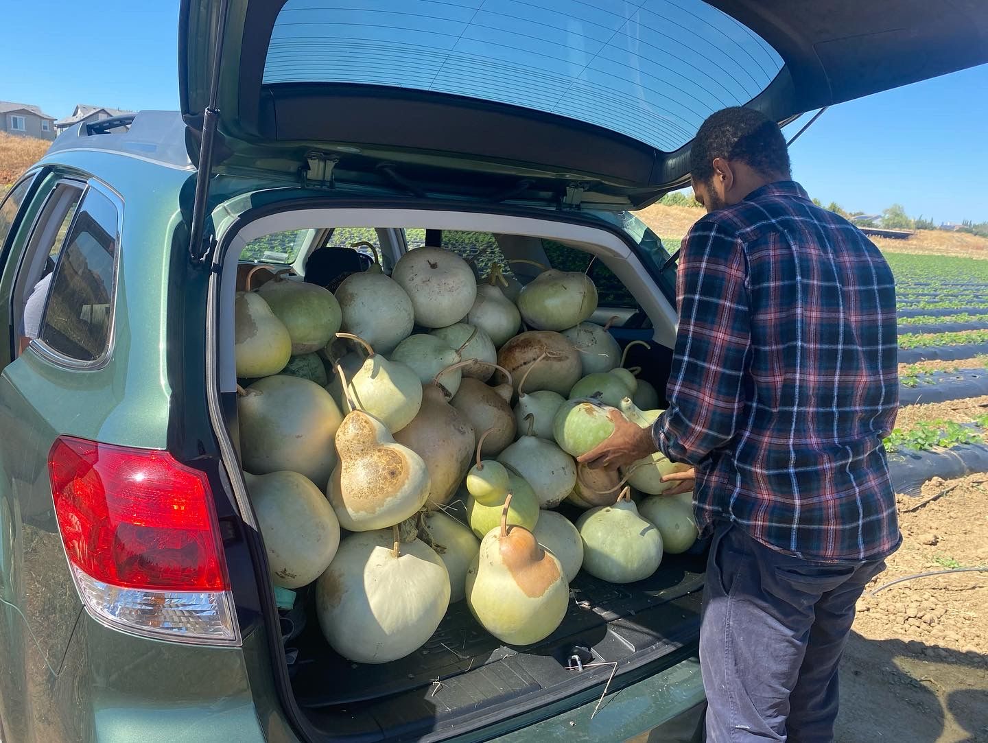 Gourd harvest with the Black Banjo Reclamation Project!
