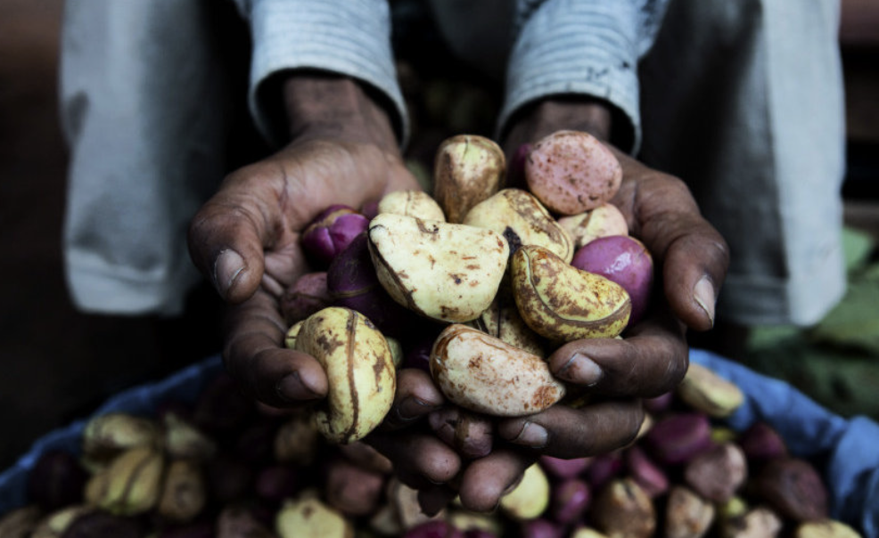 Inspiration behind the development of the Kola Nut Collaborative